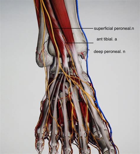 Deep Peroneal Nerve Anatomy Medbullets Step 1 - Bank2home.com