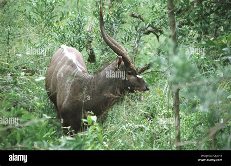 South african safari, Durban Stock Photo - Alamy