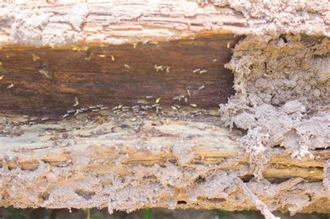 Signs You May Have A Termite Problem Emtec Pest Control