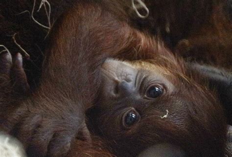 Philadelphia Zoo welcomes baby orangutan. This cutie is a real rarity ...