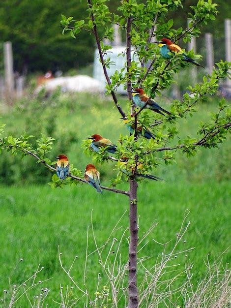premium photo birds  branch