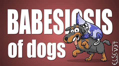 Babesiosis of Dogs - Plain and Simple - YouTube