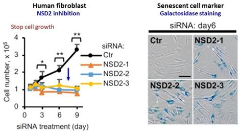 Nsd Enzyme Appears To Prevent Cellular Senescence Lab Manager