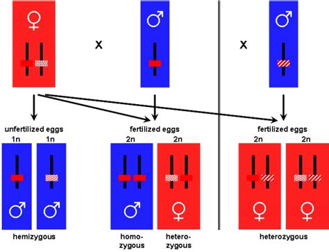 Sex Determination In Hymenoptera Learn Science At Scitable