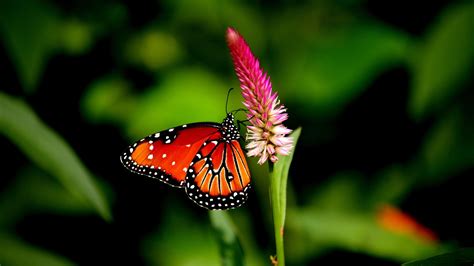 Fondos de pantalla Animales naturaleza césped fotografía insecto