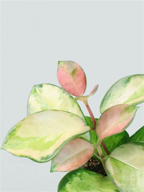 Mini Hoya Australis Tricolor Köp Växter Online Plantredo