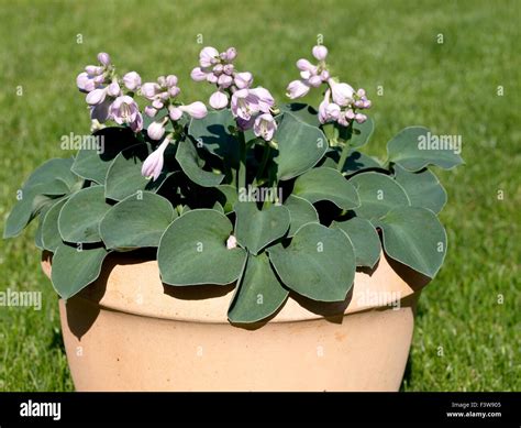 Hosta Blue Mouse Ears Stock Photo - Alamy