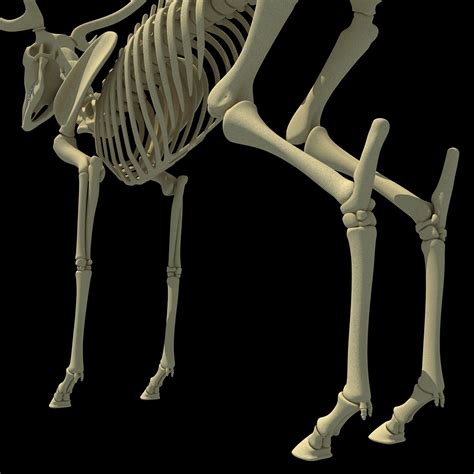 max deer skeleton