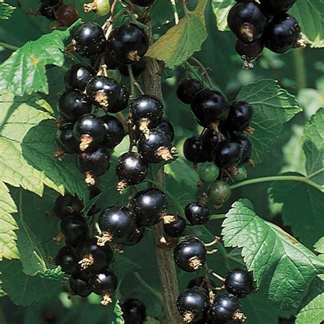 black consort currant plant stark bros