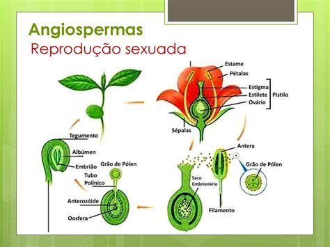 Reino Vegetal Angiospermas Ppt Carregar