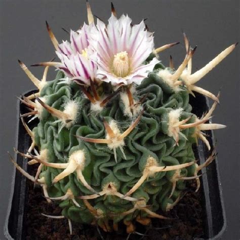 Stenocactus Phyllacanthus V Violaciflorus Seeds