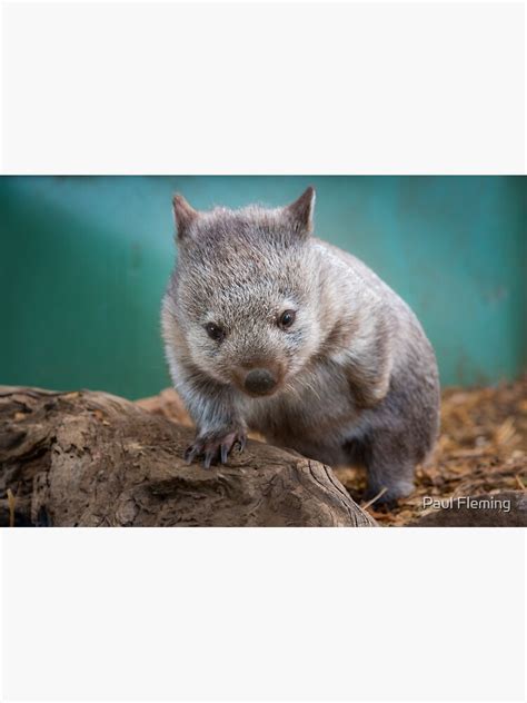 Baby Wombat Tasmania Premium Matte Vertical Poster Sold By Idris Khan