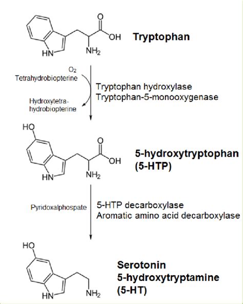 Serotonin Uses And Side Effects Studiousguy