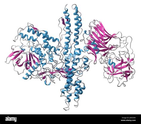 Botulinum Toxin Neurotoxic Protein Produced By Clostridium Stock Photo