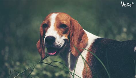 Các hình ảnh chó Beagle và các thông tin về chó săn thỏ Beagle