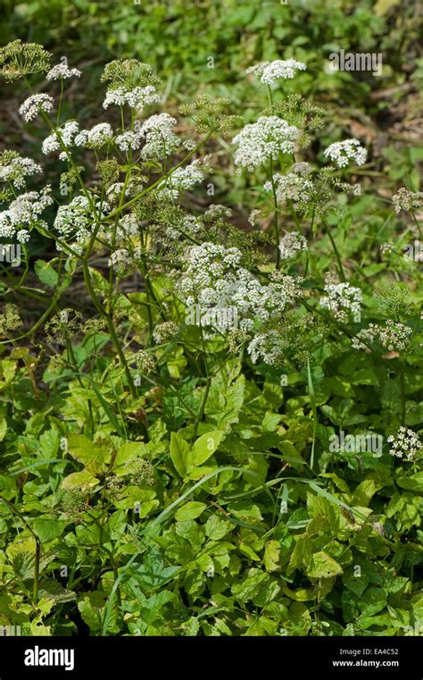 Ground Elder Aegopodium Podagraria Flowering Invasive Garden Weeds