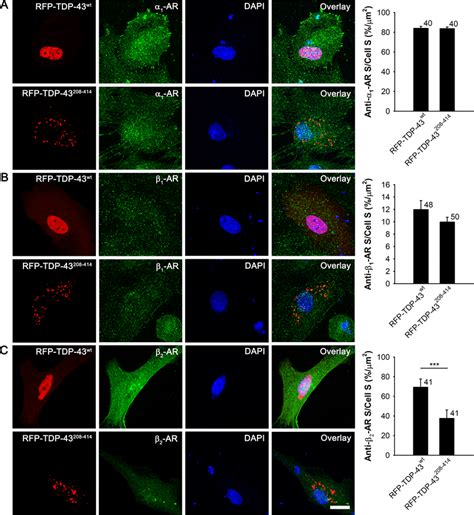 Reduced expression of β2 adrenergic receptors in RFP TDP 43208414