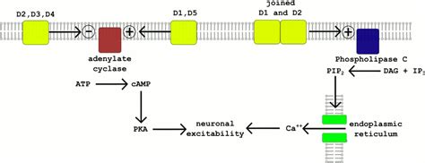 Dopamine Receptors In Few Words