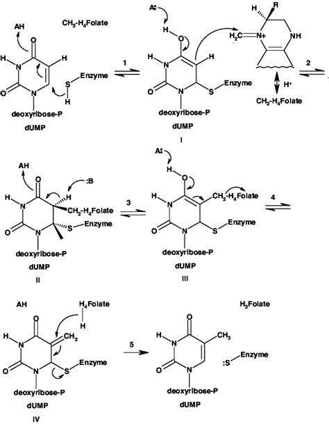 Catalytic Mechanism Of Thymidylate Synthase 8 Substrates