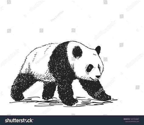 Realistic Panda Drawing At Paintingvalley Explore Collection Of