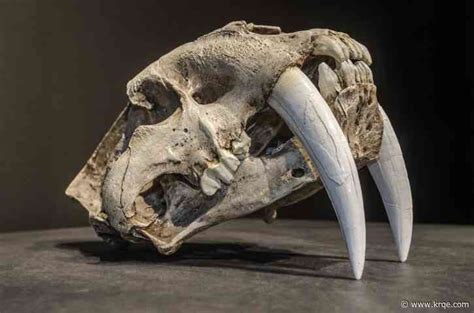 Sabertooth Cat Skull Newly Discovered In Iowa Reveals Details About