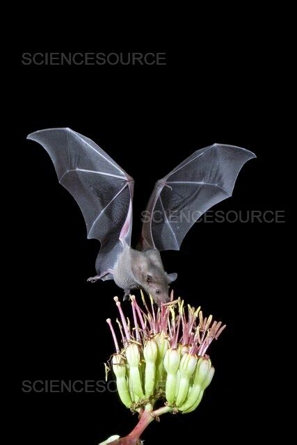 Photograph | Lesser Long-nosed Bat | Science Source Images