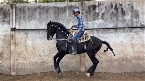 Caballo Fino Bailador Sinaloa Youtube