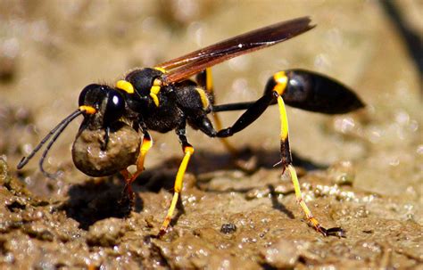 Bee And Wasp Identification A Quick And Easy Photo Guide Owlcation