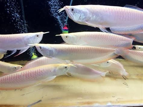 Albino Silver Arowana Oscar Fish Freshwater Aquarium Fish Albino