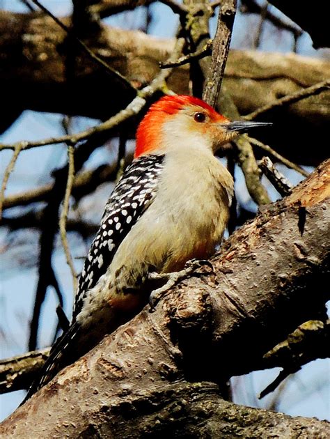 Wildlife Wednesday Woodpeckers