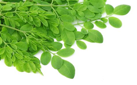 Propiedades benéficas de la moringa una planta medicinal milenaria