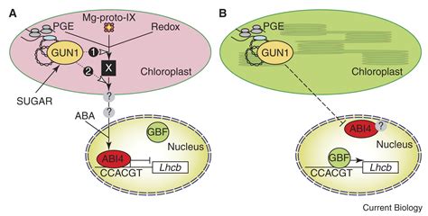 Intracellular Signalling Chloroplast Backchat Current Biology