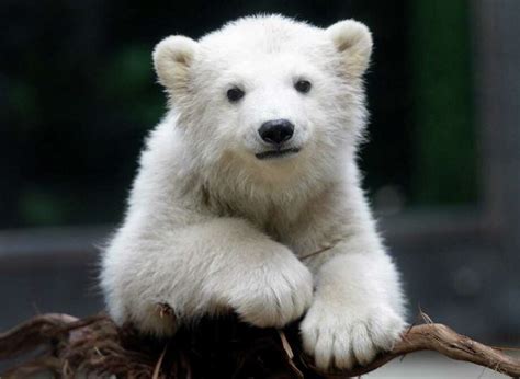 Anori Zoos Impossibly Cute Polar Bear Cub Times Union