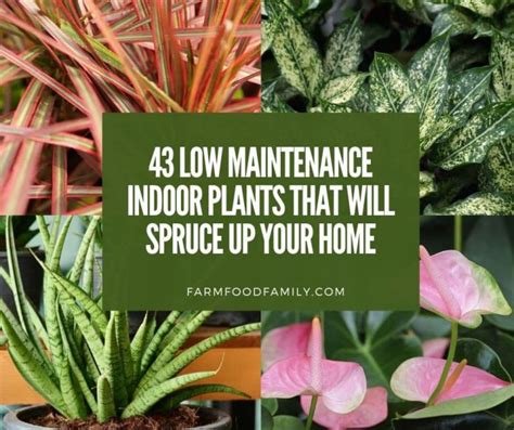 43 Low Maintenance Indoor Plants That Will Spruce Up Your Home