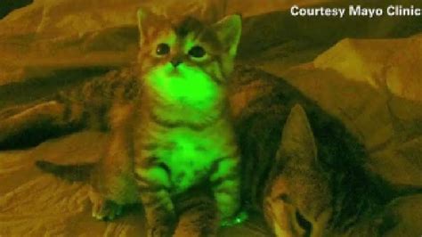 Bioluminescent Cats