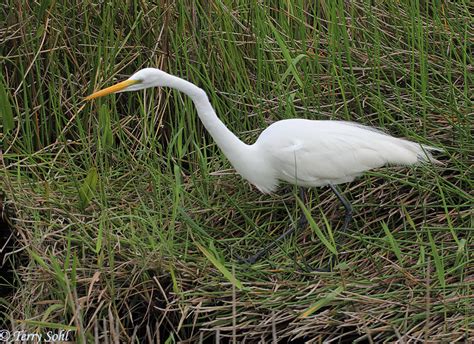 Identification Keys and Tips - White Egrets and Herons