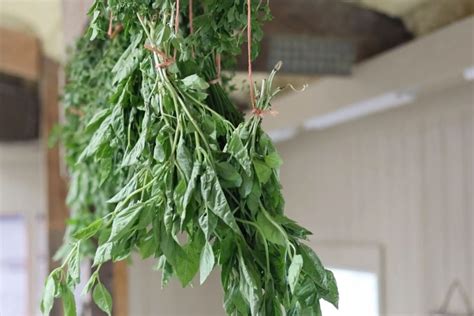 How To Dry Fresh Herbs To Preserve That Garden Fresh Flavor Sow Right