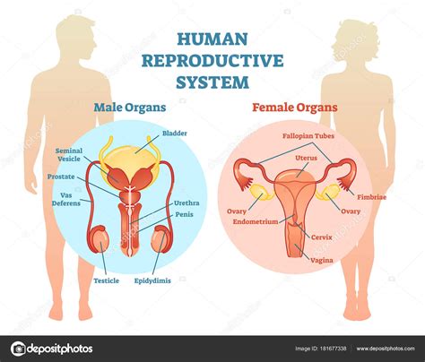 Human Reproductive System Vector Illustration Diagram Male And Female Stock Vector By