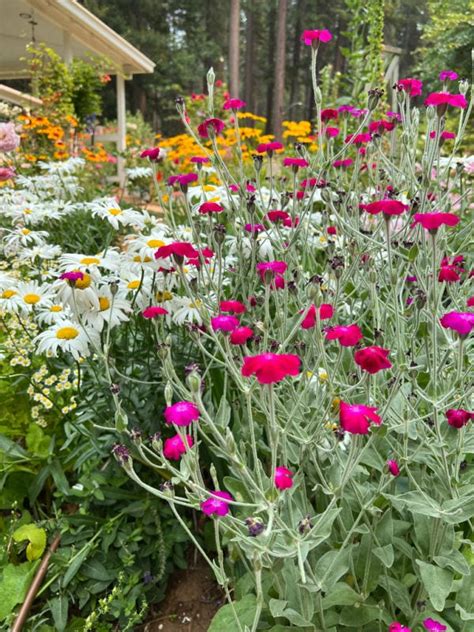 Rose Campion Add Sparkle To Your Garden Flower Patch Farmhouse