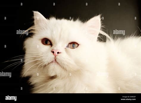 Persian Kitty Hi Res Stock Photography And Images Alamy