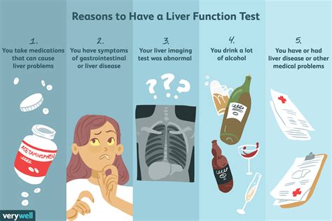 Are Slightly Elevated Liver Enzymes Normal? Exploring Common Causes And ...