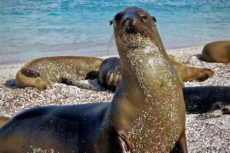 León Marino Características Alimentación Hábitat Reproducción Depredadores