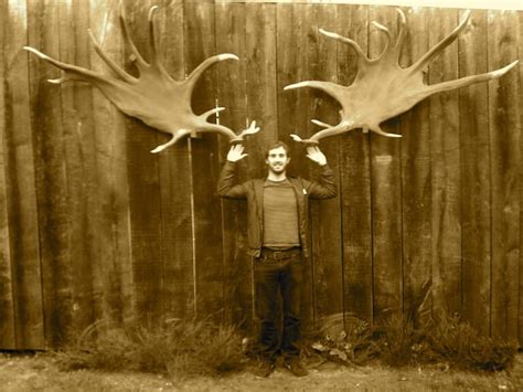 Irish Elk Wild Deer Association Of Ireland