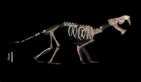 Extraordinary fossil find reveals details about the weight and diet of ...