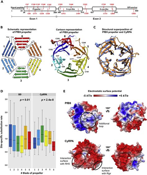 Plasmodium Sporozoites Require The Protein B To Invade Hepatocytes