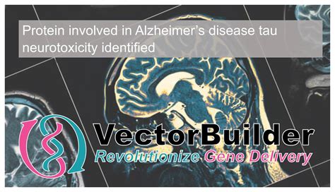 Protein Involved in Alzheimer's Disease Tau Neurotoxicity Identified