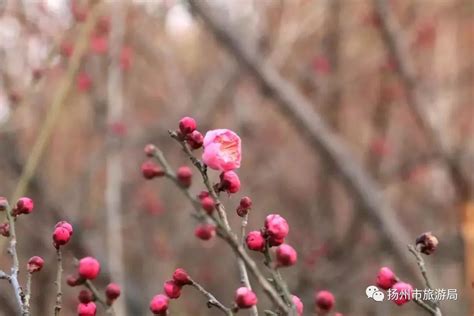 茱萸湾梅花初绽，还不来赴一场早春的邀约？我苏网