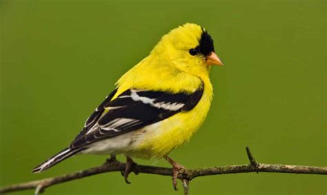 Yellow Finch Lifespan Food Care Guide Cute Parrots