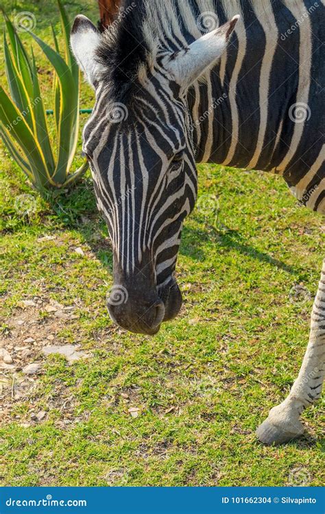 Zebra Eating Grass. Close Up Stock Photo - Image of black, hunting ...