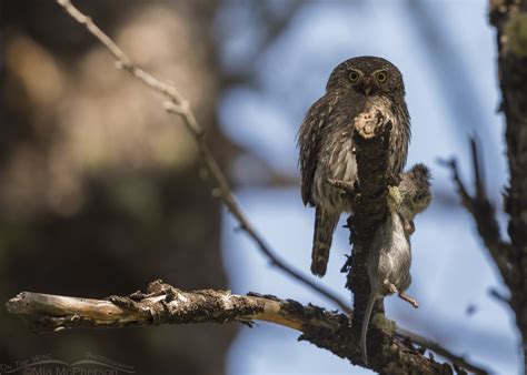 Northern Pygmy Owl Images - Mia McPherson's On The Wing Photography